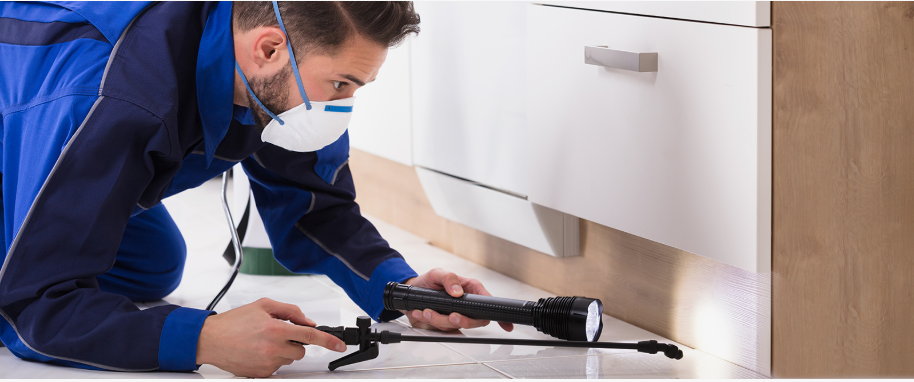 Newark pest xpert removal